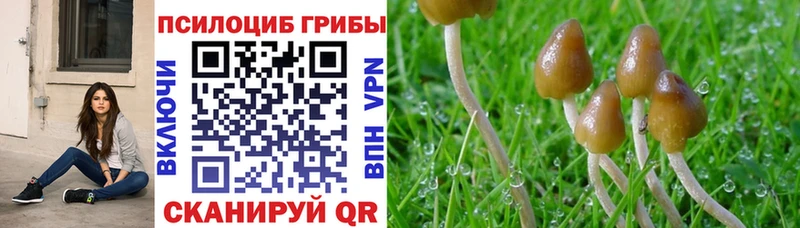 Псилоцибиновые грибы Psilocybine cubensis  Воткинск 